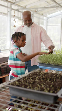 Vertical-video-of-african-american-grandfather-and-grandson-tending-to-plants,-slow-motion