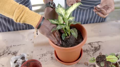 Hands-of-african-american-couple-in-aprons-planting-in-sunny-garden,-slow-motion