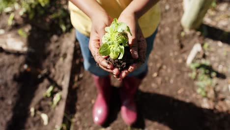 Hands-of-african-american-boy-holding-plant-of-vegetables-in-sunny-garden,-slow-motion