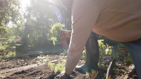Senior-african-american-man-picking-vegetables-in-sunny-garden,-slow-motion