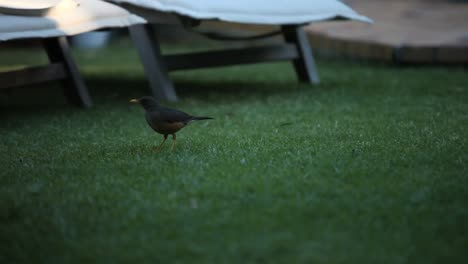 Blackbird-on-the-grass