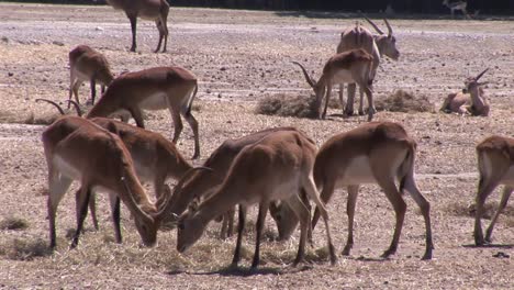 Herd-of-Impalas