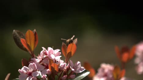 Biene-Fliegt-Um-Die-Blume-Herum