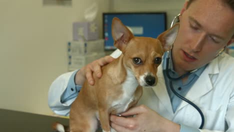 Tierarzt-Untersucht-Kleinen-Hund-In-Seinem-Büro