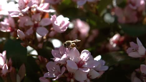 Biene-Fliegt-Um-Die-Blume-Herum