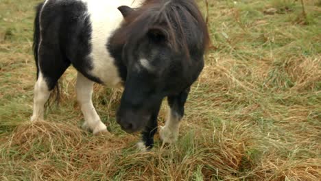 Pony-eating-hay