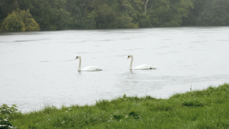 Swans-on-river-in-the-rain