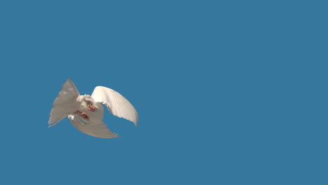 Dove-flying-on-blue-sky-background