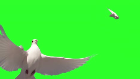 Dove-flying-on-green-screen-background