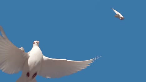 Dove-flying-on-blue-background