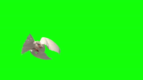 Dove-flying-on-green-screen-background