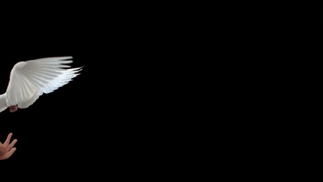 Dove-flying-on-black-background
