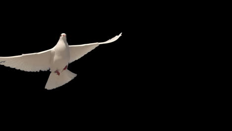 Dove-flying-on-black-background