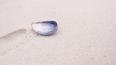 View-of-a-seashell-on-the-beach