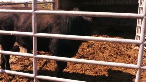 Strong-bull-in-a-barn