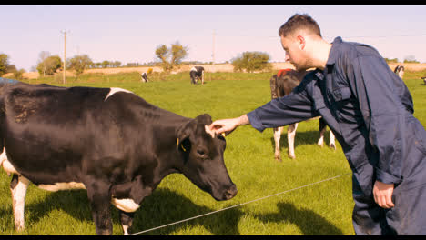 Cattle-farmer-petting-cow