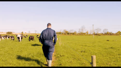 Viehzüchter-Geht-Auf-Dem-Feld-Spazieren