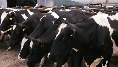 Herd-of-cattles-standing