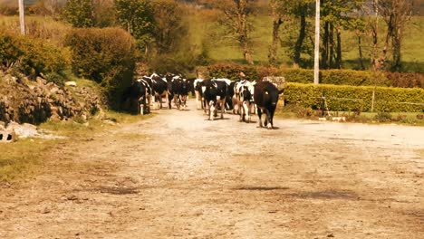 Herd-of-cattles-walking