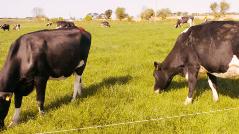 Herd-of-cattles-grazing-in-the-field