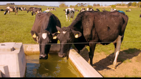 Thirsty-cows-drinking-water