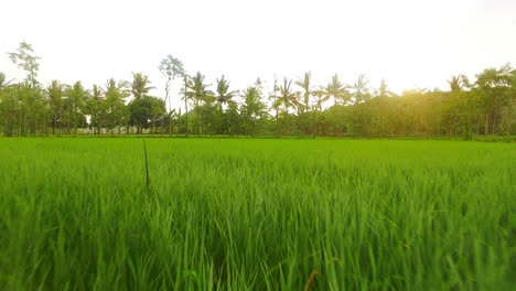 Blick-Auf-Ein-Wunderschönes-Reisfeld