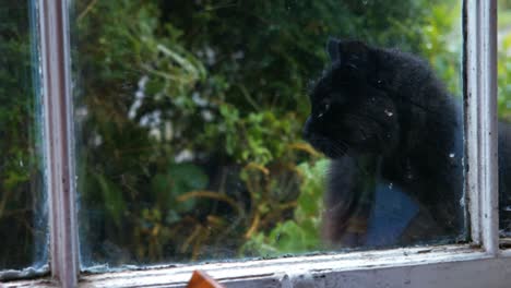 Schwarze-Katze-Sitzt-Am-Fenster