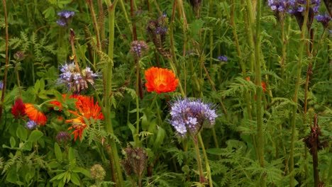 Various-flowers-on-field