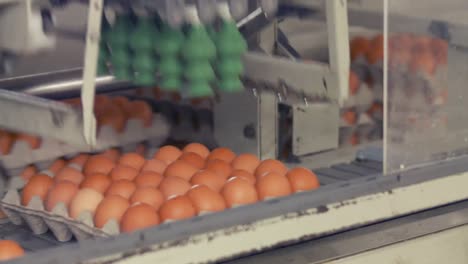 Huevos-Moviéndose-En-La-Línea-De-Producción