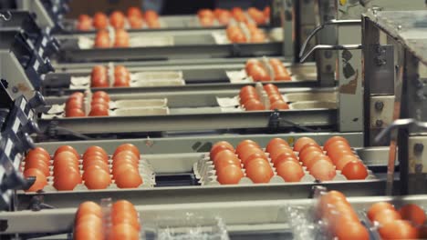 Eggs-cartons-moving-on-the-production-line