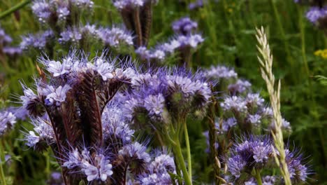 Lavender-flower-on-field