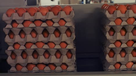 Cartones-De-Huevos-Moviéndose-En-La-Línea-De-Producción.
