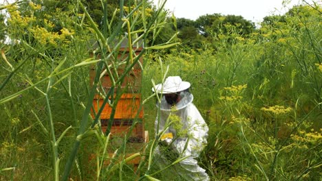 Beekeeper-using-bee-smoker