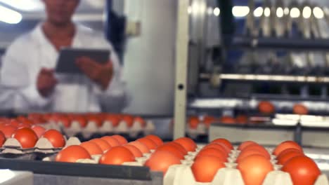 Eggs-cartons-moving-on-the-production-line