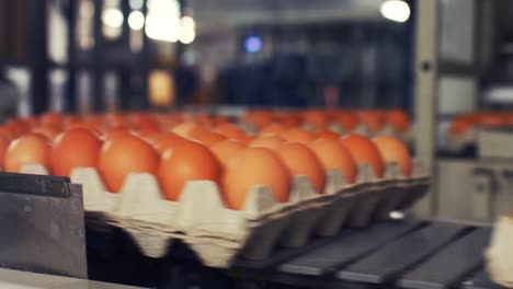 Eier-Bewegen-Sich-Auf-Der-Produktionslinie