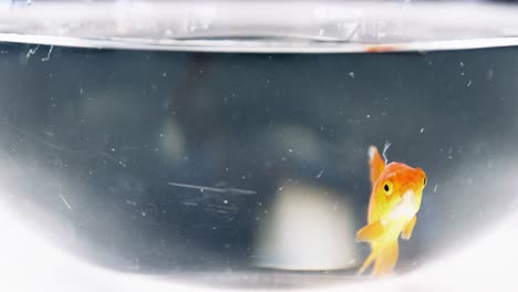 Goldfish-swimming-in-fish-tank