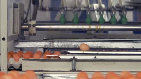 Eggs-moving-on-the-production-line