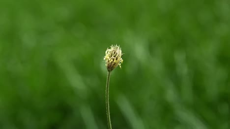 Close-up-of-single-weed-bud