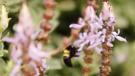Honigbiene-Sammelt-Nektar-Aus-Der-Blüte
