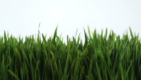 Tall-grass-in-field