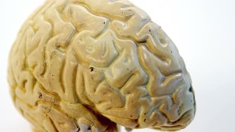 Close-up-of-human-brain