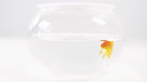 Goldfish-swimming-in-fish-tank