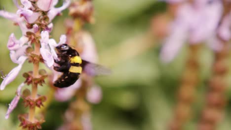 Honigbiene-Sammelt-Nektar-Aus-Der-Blüte