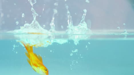 Goldfish-falling-in-fish-tank