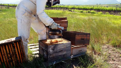 Imker-Räuchern-Die-Bienen-Aus-Dem-Bienenstock