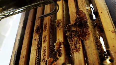 Beekeeper-smoking-the-honeycomb-of-a-beehive-using-a-hive-smoker