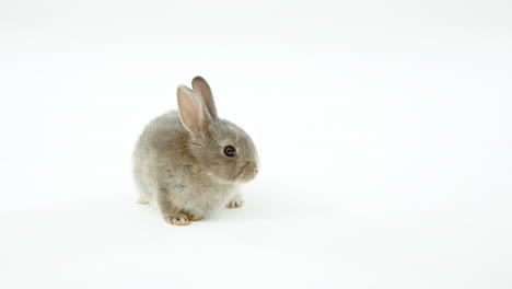 Easter-bunny-on-white-background