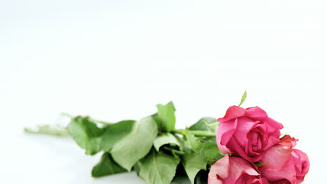 Bunch-of-pink-roses-on-white-background
