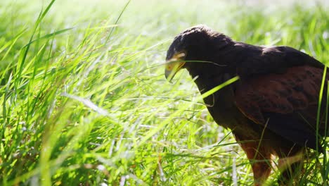 Flacon-eagle-perching-on-green-grass
