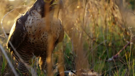 Falcon-eagle-eating-meat